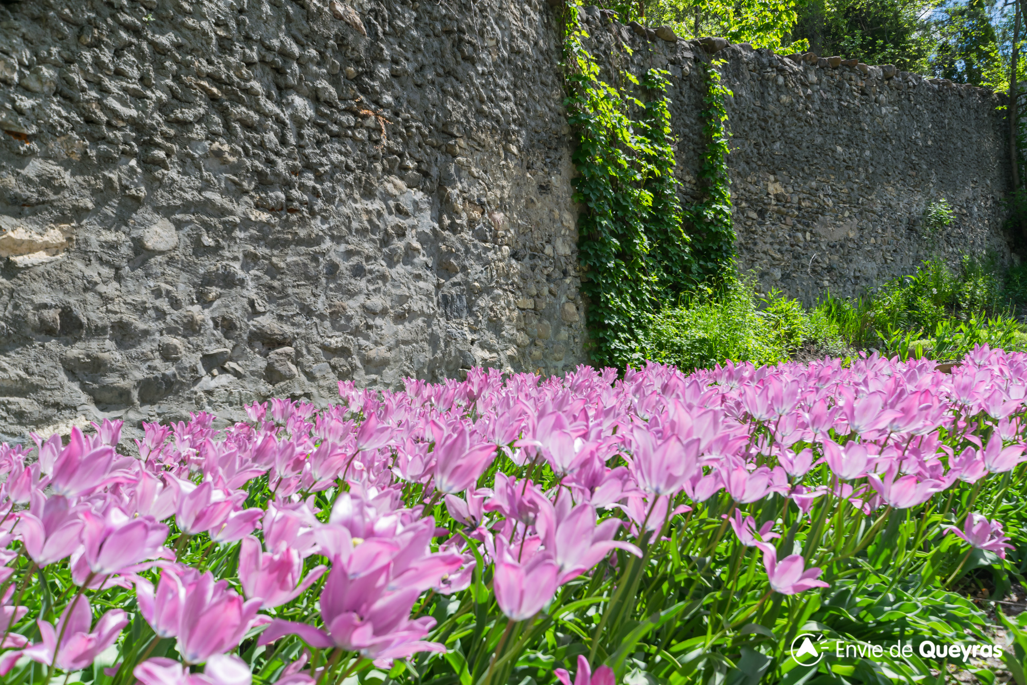 Tulipe de Guillestre / Tulipa Platystigma - Envie de Queyras