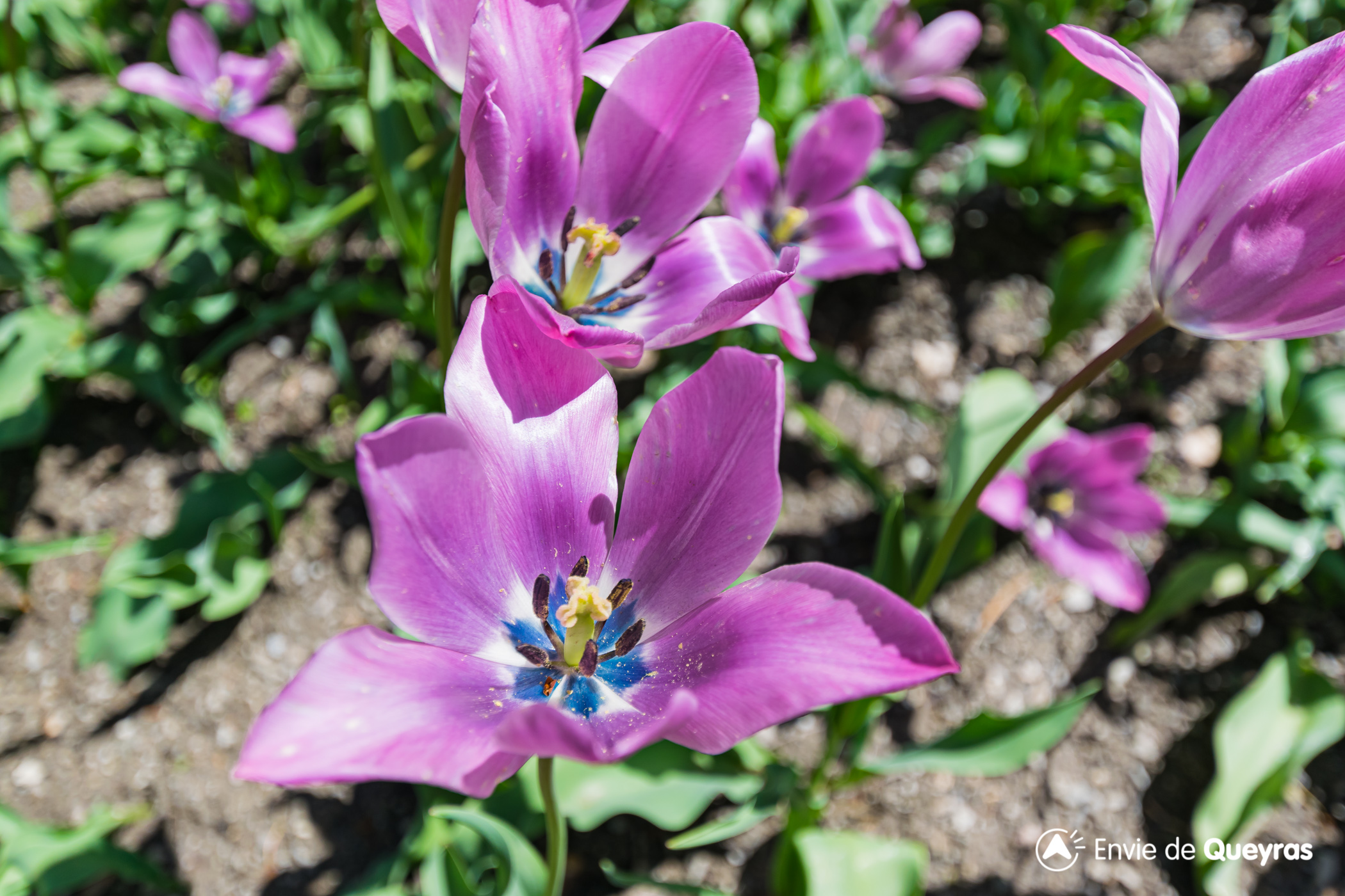 Tulipe de Guillestre / Tulipa Platystigma - Envie de Queyras