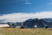 Les vaches et troupeaux profitent du  bon air des alpages de Furfande