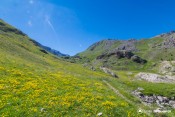 parterre jaune vallon laugier