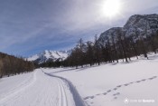 piste nordique loups au niveau bois de suffie