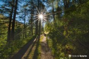 premiers rayons dans bois sentier col saint martin