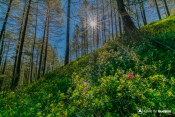 rhododendron en foret eclaire par soleil