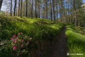 rhododendrons decoration sentier gr58