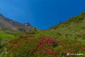 rhododendrons sur sentier