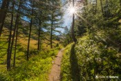 sentier valpreveyre lisiere foret rayons soleil