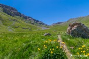 vallon laugier col de serenne fleurs jaunes