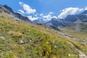 vue sur mont viso devant alpages sentier porcieroles