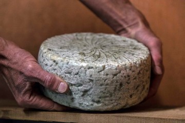 Bleu du Queyras : AOP/AOC en vue !