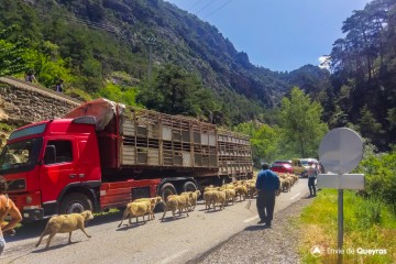 Transhumance : les moutons arrivent pour l'estive !
