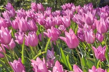 Visite Jardin des Tulipes de Guillestre 2024