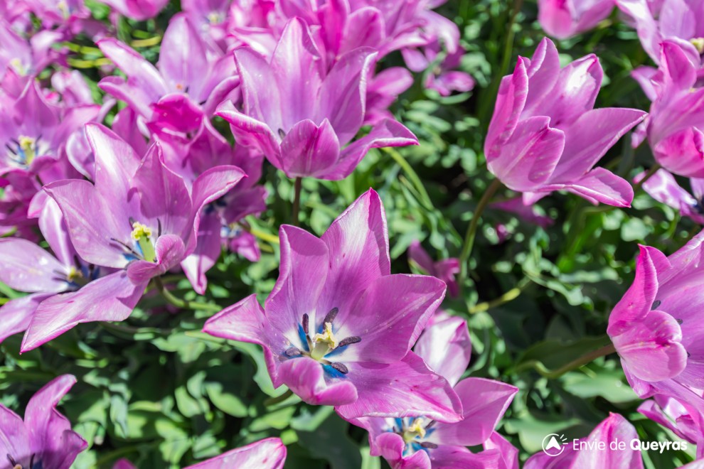 Tulipe de Guillestre / Tulipa Platystigma - Envie de Queyras