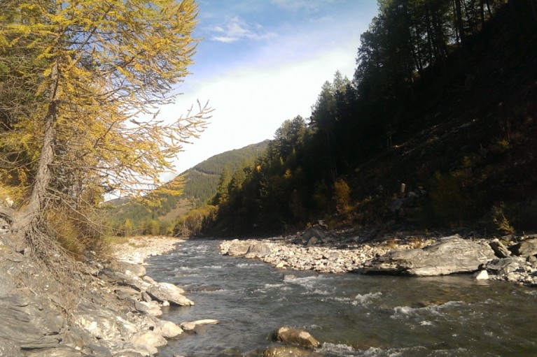 Le guil en automne