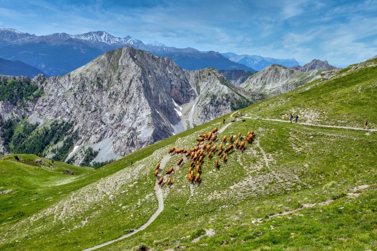 paturage lait furfande queyras