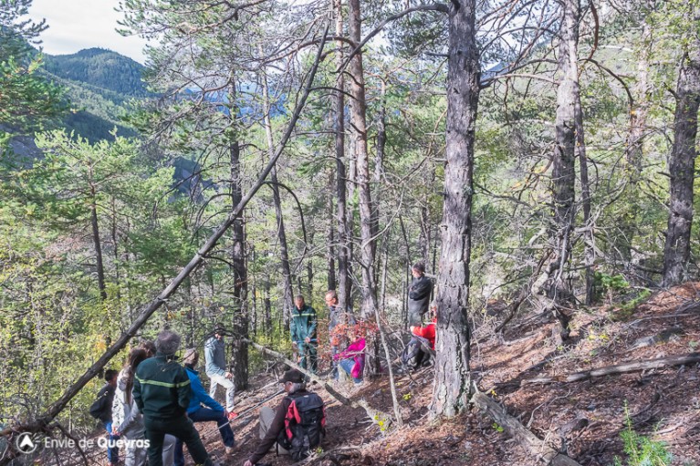 Présentation d'une zone de surveillance et des modalités de recensement autours des bois morts